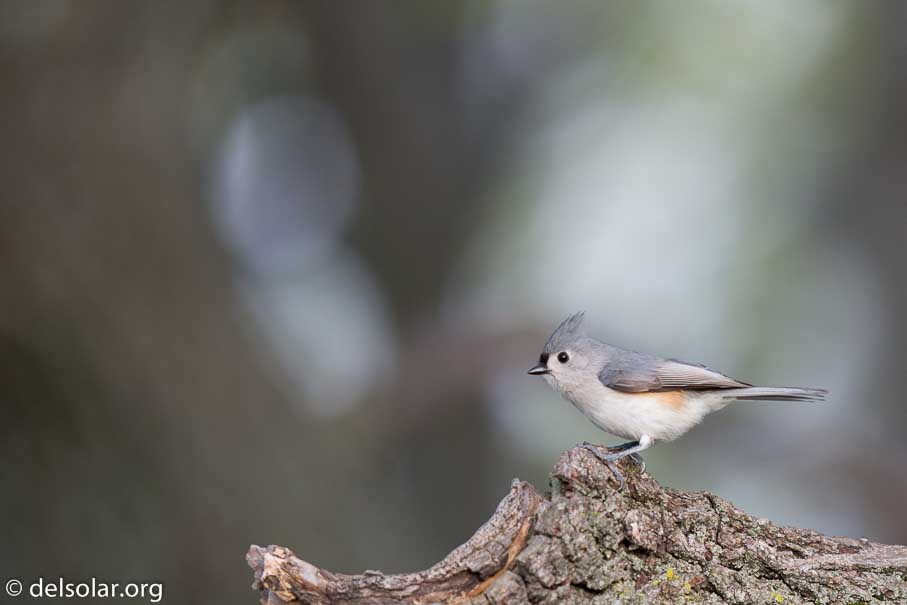 Canon EOS 5D Mark III  --  600 mm  --  EF600mm f/4L IS II USM  