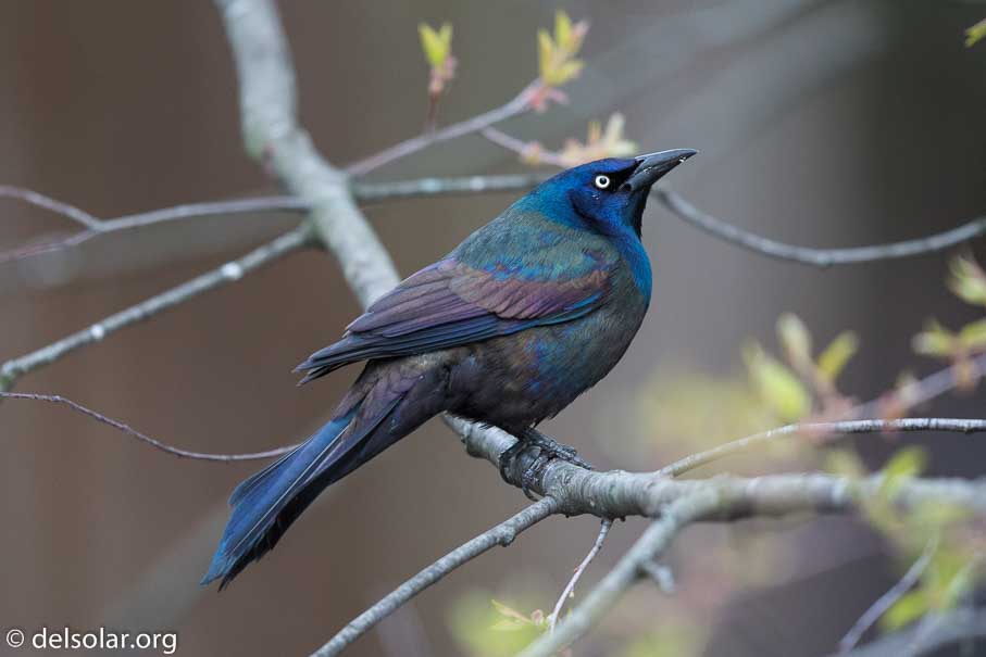 Canon EOS 5D Mark III  --  600 mm  --  EF600mm f/4L IS II USM  