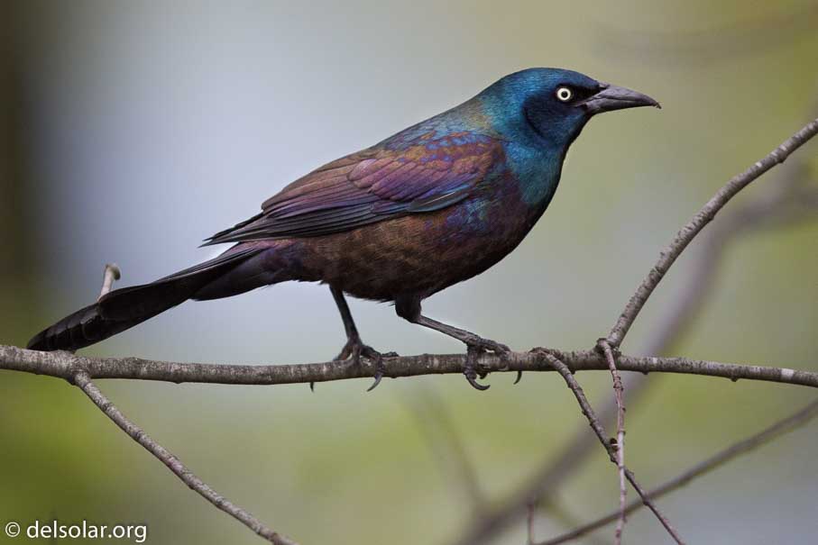 Canon EOS 5D Mark III  --  600 mm  --  EF600mm f/4L IS II USM  