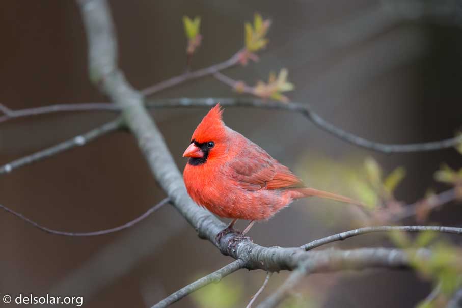 Canon EOS 5D Mark III  --  600 mm  --  EF600mm f/4L IS II USM  