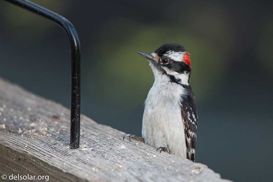 Canon EOS 5D Mark III  --  600 mm  --  EF600mm f/4L IS II USM  