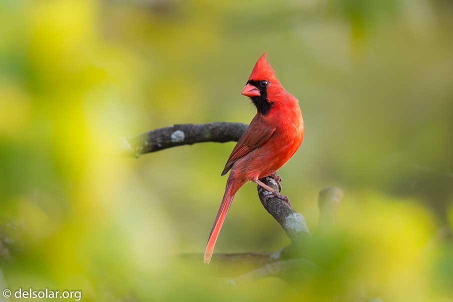 Canon EOS 5D Mark III  --  600 mm  --  EF600mm f/4L IS II USM  