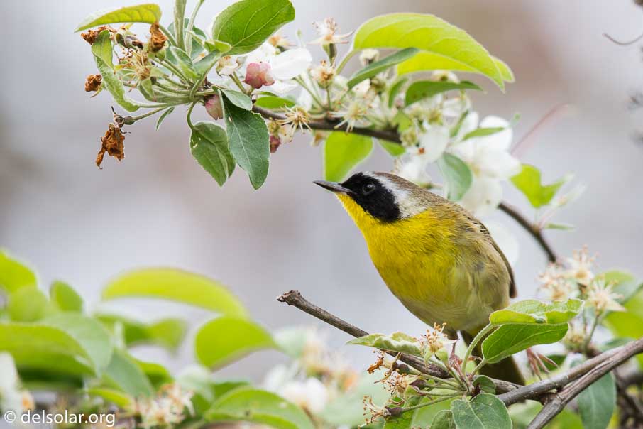 Canon EOS 5D Mark III  --  600 mm  --  EF600mm f/4L IS II USM  