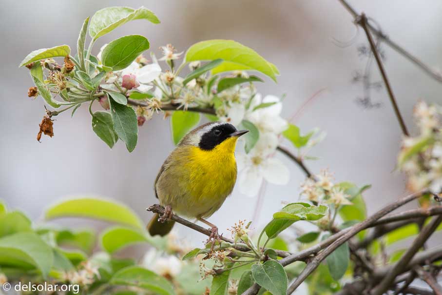 Canon EOS 5D Mark III  --  600 mm  --  EF600mm f/4L IS II USM  