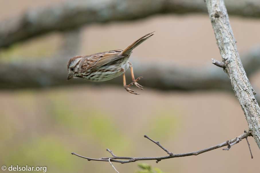 Canon EOS 5D Mark III  --  600 mm  --  EF600mm f/4L IS II USM  