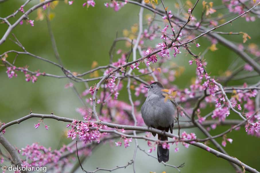 Canon EOS 5D Mark III  --  600 mm  --  EF600mm f/4L IS II USM  