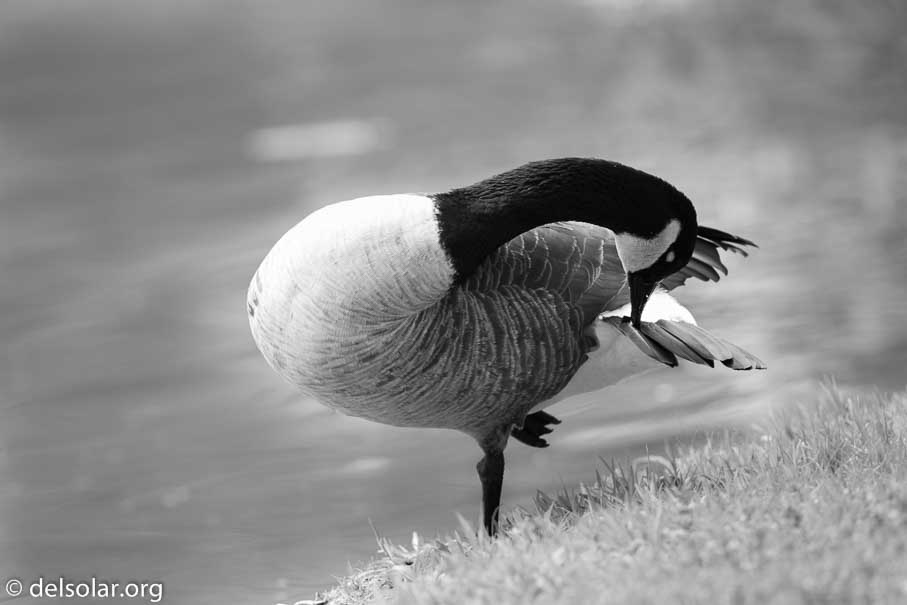 Canon EOS 5D Mark III  --  600 mm  --  EF600mm f/4L IS II USM  