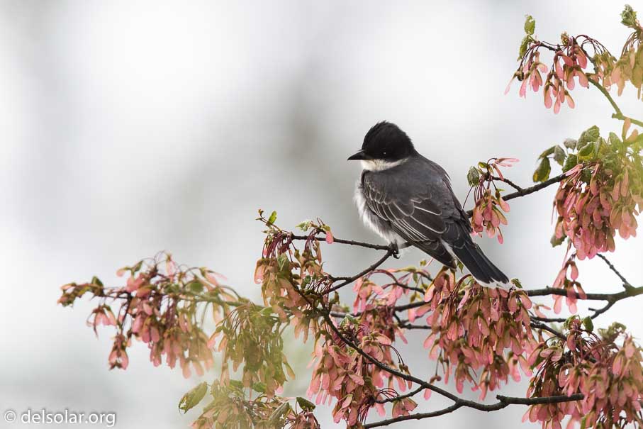Canon EOS 5D Mark III  --  600 mm  --  EF600mm f/4L IS II USM  