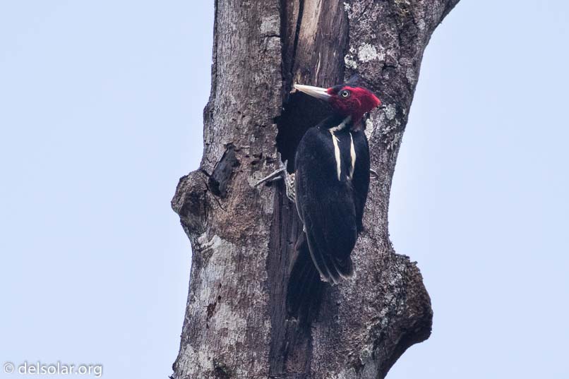 Canon EOS 7D Mark II  --  400 mm  --  EF100-400mm f/4.5-5.6L IS II USM  