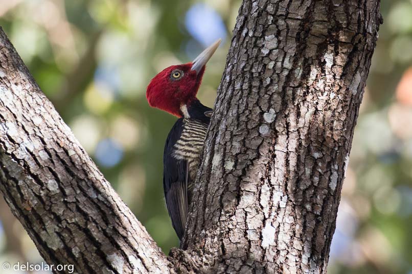 Canon EOS 7D Mark II  --  349 mm  --  EF100-400mm f/4.5-5.6L IS II USM  