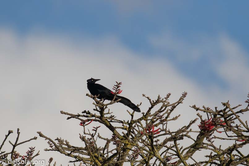 Canon EOS 7D Mark II  --  400 mm  --  EF100-400mm f/4.5-5.6L IS II USM  