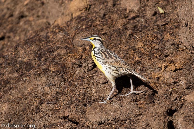 Canon EOS 7D Mark II  --  400 mm  --  EF100-400mm f/4.5-5.6L IS II USM  