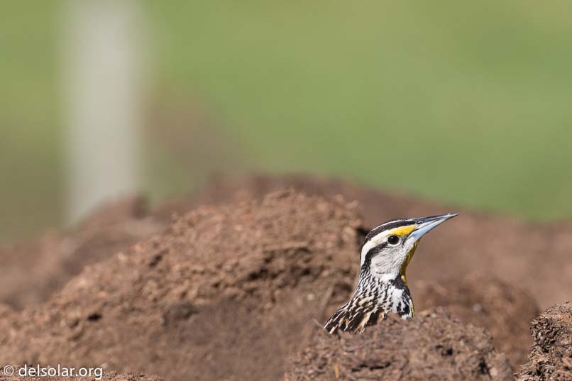 Canon EOS 7D Mark II  --  360 mm  --  EF100-400mm f/4.5-5.6L IS II USM  