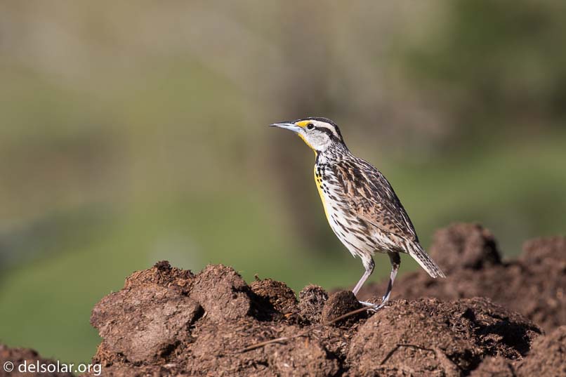 Canon EOS 7D Mark II  --  371 mm  --  EF100-400mm f/4.5-5.6L IS II USM  