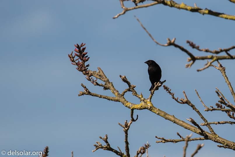 Canon EOS 7D Mark II  --  400 mm  --  EF100-400mm f/4.5-5.6L IS II USM  