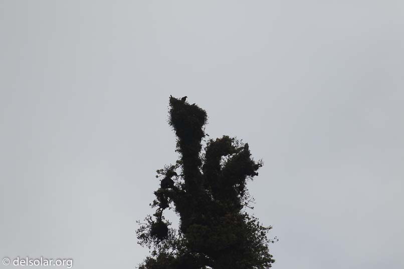 Canon EOS 7D Mark II  --  349 mm  --  EF100-400mm f/4.5-5.6L IS II USM  