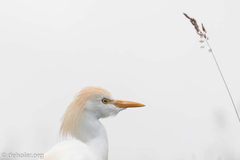 Canon EOS 7D Mark II  --  330 mm  --  EF100-400mm f/4.5-5.6L IS II USM  