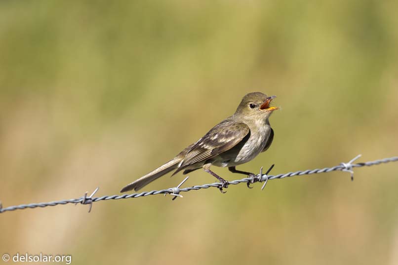 Canon EOS 7D Mark II  --  400 mm  --  EF100-400mm f/4.5-5.6L IS II USM  