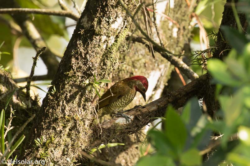 Canon EOS 7D Mark II  --  400 mm  --  EF100-400mm f/4.5-5.6L IS II USM  