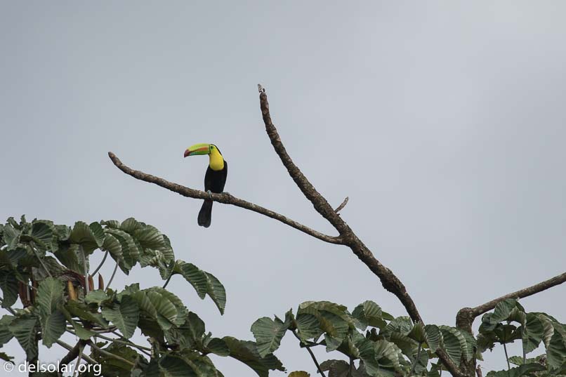 Canon EOS 7D Mark II  --  400 mm  --  EF100-400mm f/4.5-5.6L IS II USM  