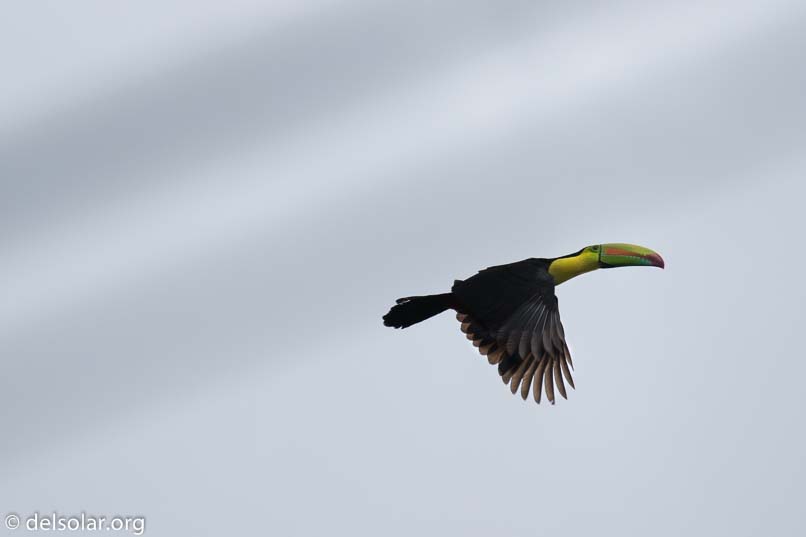 Canon EOS 7D Mark II  --  400 mm  --  EF100-400mm f/4.5-5.6L IS II USM  