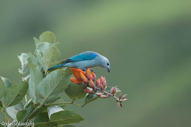 Canon EOS 7D Mark II  --  400 mm  --  EF100-400mm f/4.5-5.6L IS II USM  