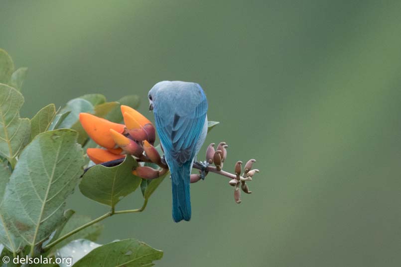 Canon EOS 7D Mark II  --  400 mm  --  EF100-400mm f/4.5-5.6L IS II USM  