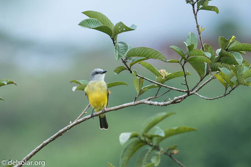 Canon EOS 7D Mark II  --  400 mm  --  EF100-400mm f/4.5-5.6L IS II USM  