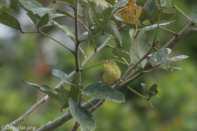 Canon EOS 7D Mark II  --  400 mm  --  EF100-400mm f/4.5-5.6L IS II USM  