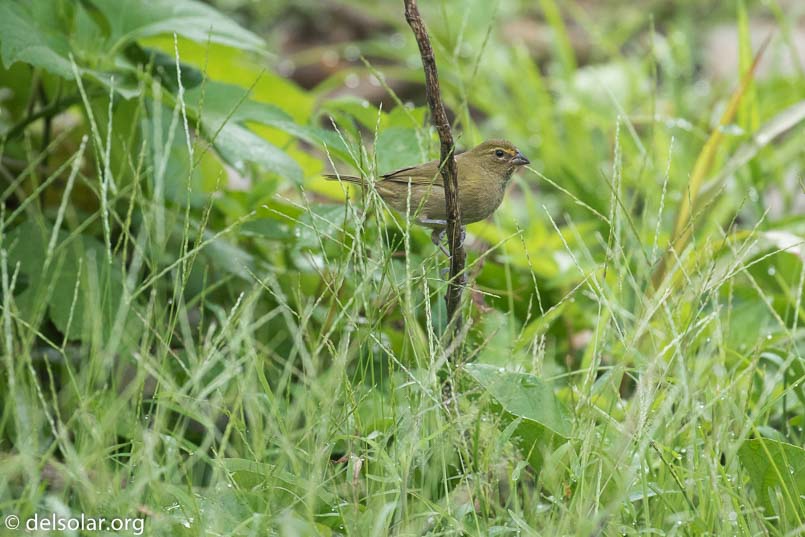 Canon EOS 7D Mark II  --  400 mm  --  EF100-400mm f/4.5-5.6L IS II USM  
