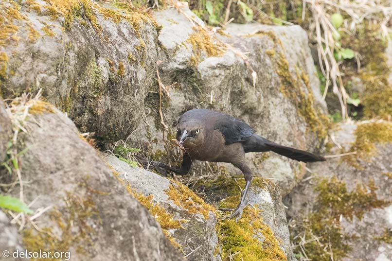 Canon EOS 7D Mark II  --  300 mm  --  EF100-400mm f/4.5-5.6L IS II USM  