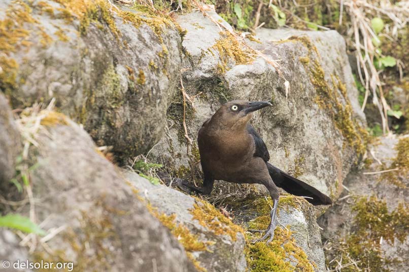 Canon EOS 7D Mark II  --  400 mm  --  EF100-400mm f/4.5-5.6L IS II USM  