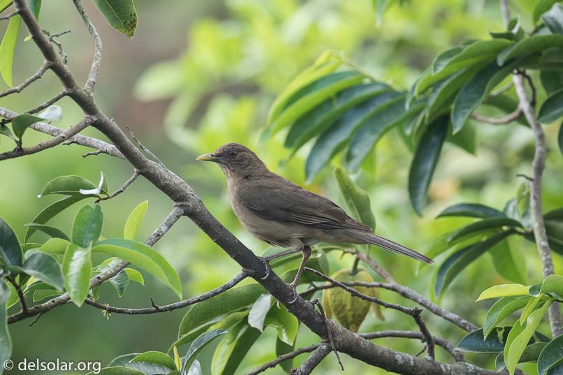 Canon EOS 7D Mark II  --  321 mm  --  EF100-400mm f/4.5-5.6L IS II USM  