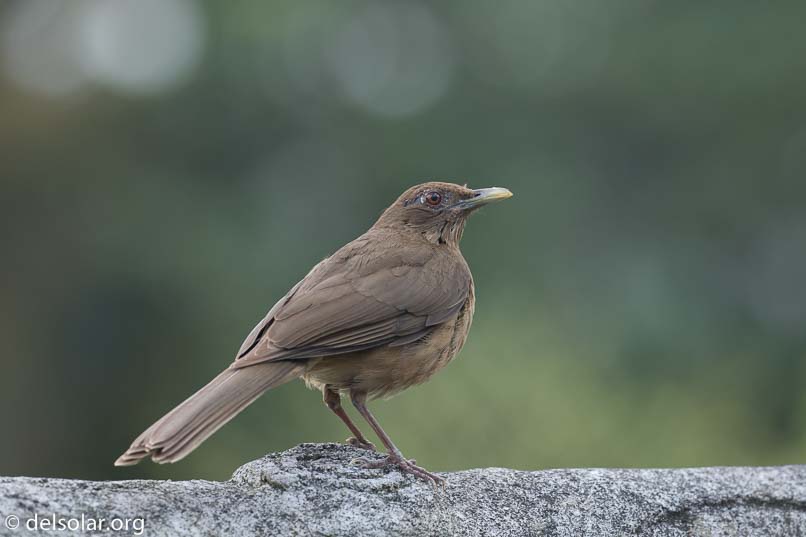 Canon EOS 7D Mark II  --  300 mm  --  EF100-400mm f/4.5-5.6L IS II USM  