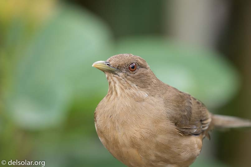 Canon EOS 7D Mark II  --  400 mm  --  EF100-400mm f/4.5-5.6L IS II USM  