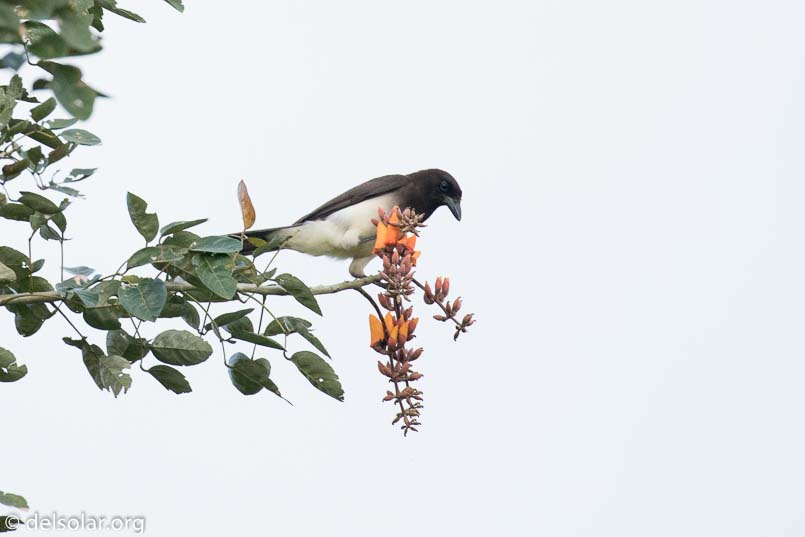 Canon EOS 7D Mark II  --  400 mm  --  EF100-400mm f/4.5-5.6L IS II USM  