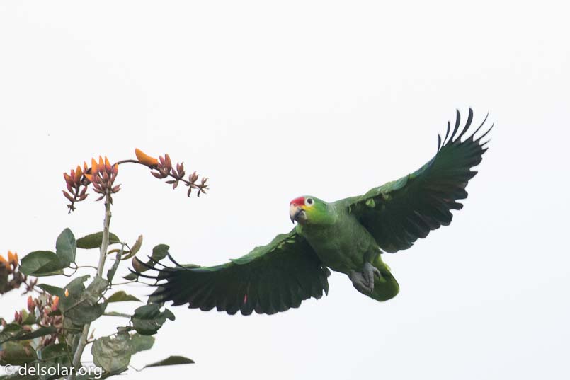 Canon EOS 7D Mark II  --  400 mm  --  EF100-400mm f/4.5-5.6L IS II USM  