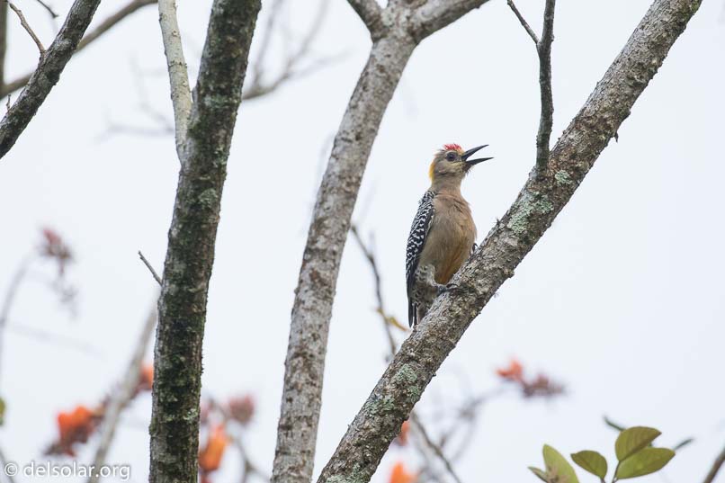 Canon EOS 7D Mark II  --  400 mm  --  EF100-400mm f/4.5-5.6L IS II USM  