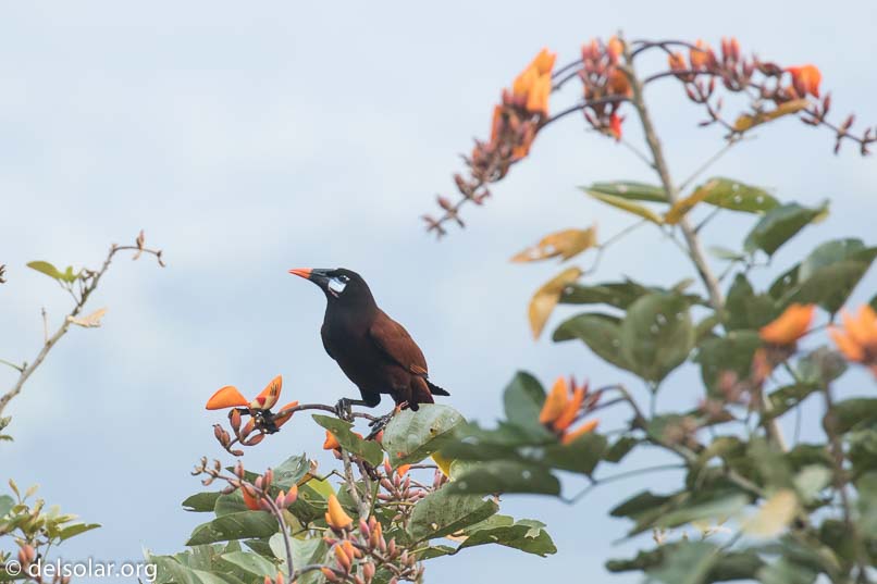 Canon EOS 7D Mark II  --  400 mm  --  EF100-400mm f/4.5-5.6L IS II USM  