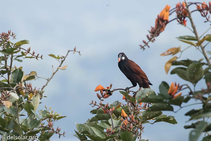 Canon EOS 7D Mark II  --  400 mm  --  EF100-400mm f/4.5-5.6L IS II USM  