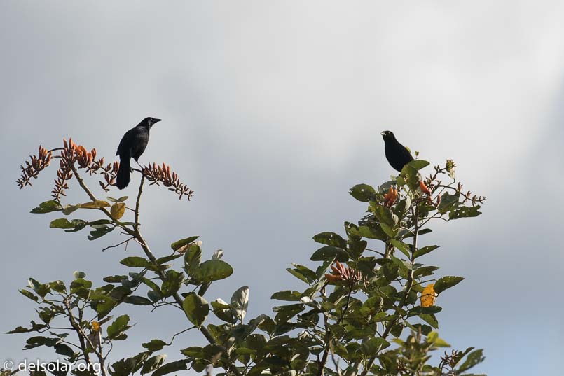 Canon EOS 7D Mark II  --  300 mm  --  EF100-400mm f/4.5-5.6L IS II USM  