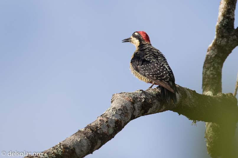 Canon EOS 7D Mark II  --  400 mm  --  EF100-400mm f/4.5-5.6L IS II USM  