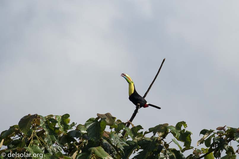 Canon EOS 7D Mark II  --  400 mm  --  EF100-400mm f/4.5-5.6L IS II USM  