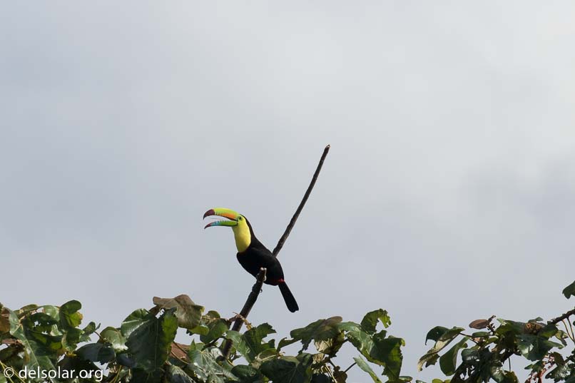 Canon EOS 7D Mark II  --  400 mm  --  EF100-400mm f/4.5-5.6L IS II USM  