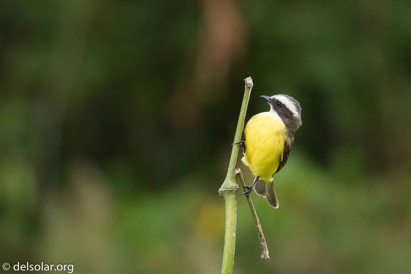 Canon EOS 7D Mark II  --  560 mm  --  EF100-400mm f/4.5-5.6L IS II USM +1.4x III  