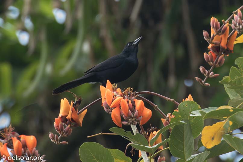 Canon EOS 7D Mark II  --  560 mm  --  EF100-400mm f/4.5-5.6L IS II USM +1.4x III  