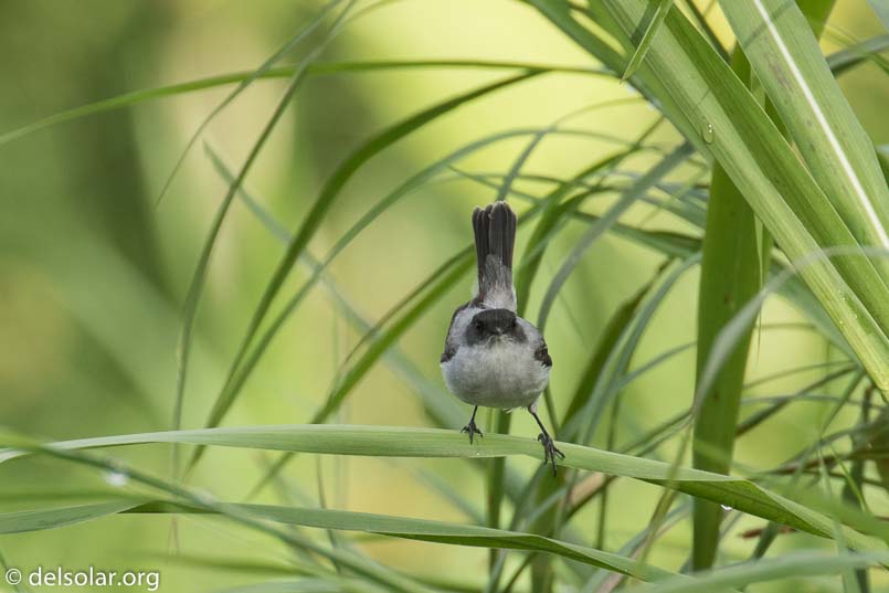 Canon EOS 7D Mark II  --  560 mm  --  EF100-400mm f/4.5-5.6L IS II USM +1.4x III  