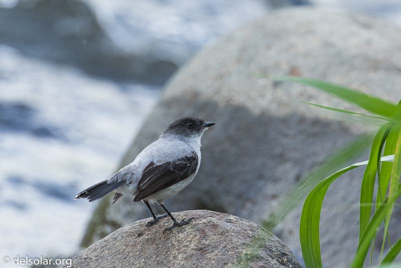 Canon EOS 7D Mark II  --  490 mm  --  EF100-400mm f/4.5-5.6L IS II USM +1.4x III  