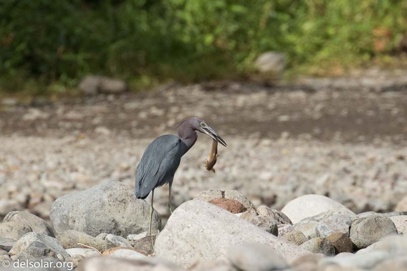 Canon EOS 7D Mark II  --  520 mm  --  EF100-400mm f/4.5-5.6L IS II USM +1.4x III  