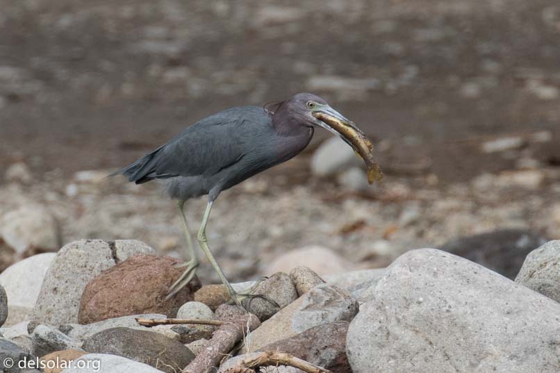 Canon EOS 7D Mark II  --  560 mm  --  EF100-400mm f/4.5-5.6L IS II USM +1.4x III  